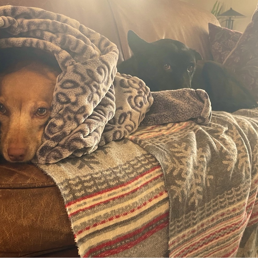 Meet your Posher, Kristin